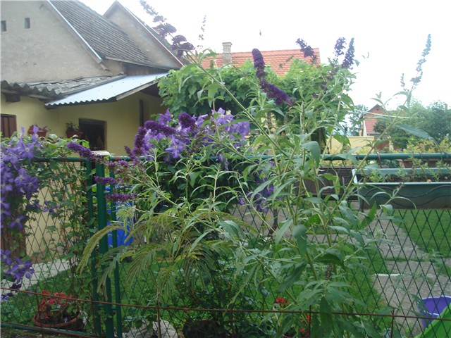 panoramik